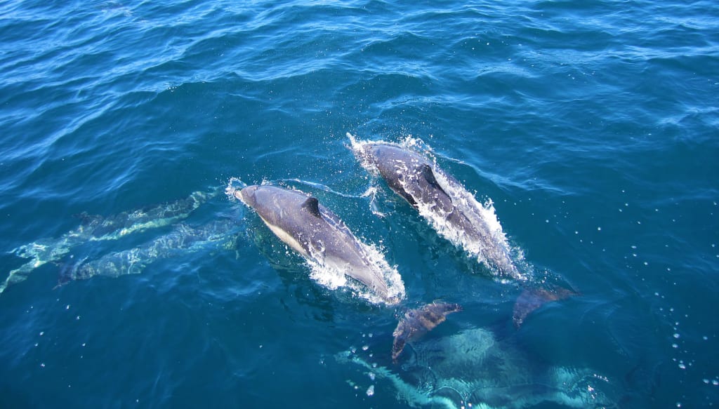 Sea Shepherd Extremists Use Dead Dolphins As “Props” For Protest Sea Shepherd Extremists Use Dead Dolphins As “Props” For Protest