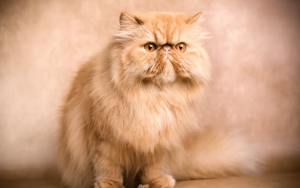 The Persian Cat The Persian Cat