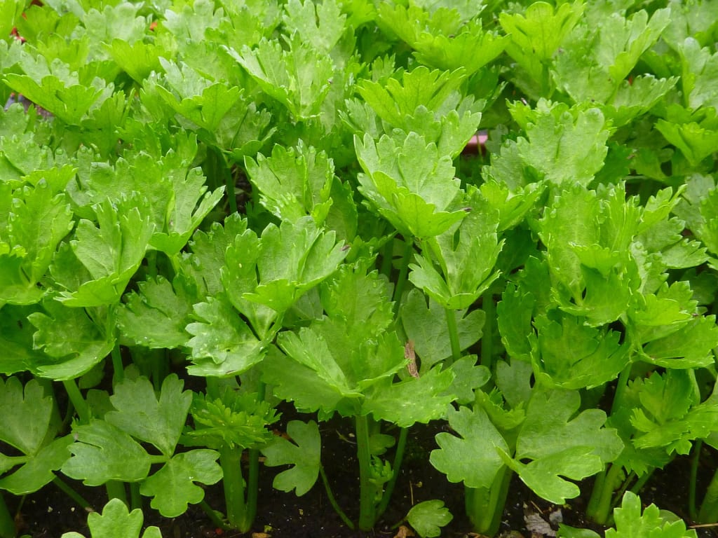 Why is Celery so hot right now? Why is Celery so hot right now?