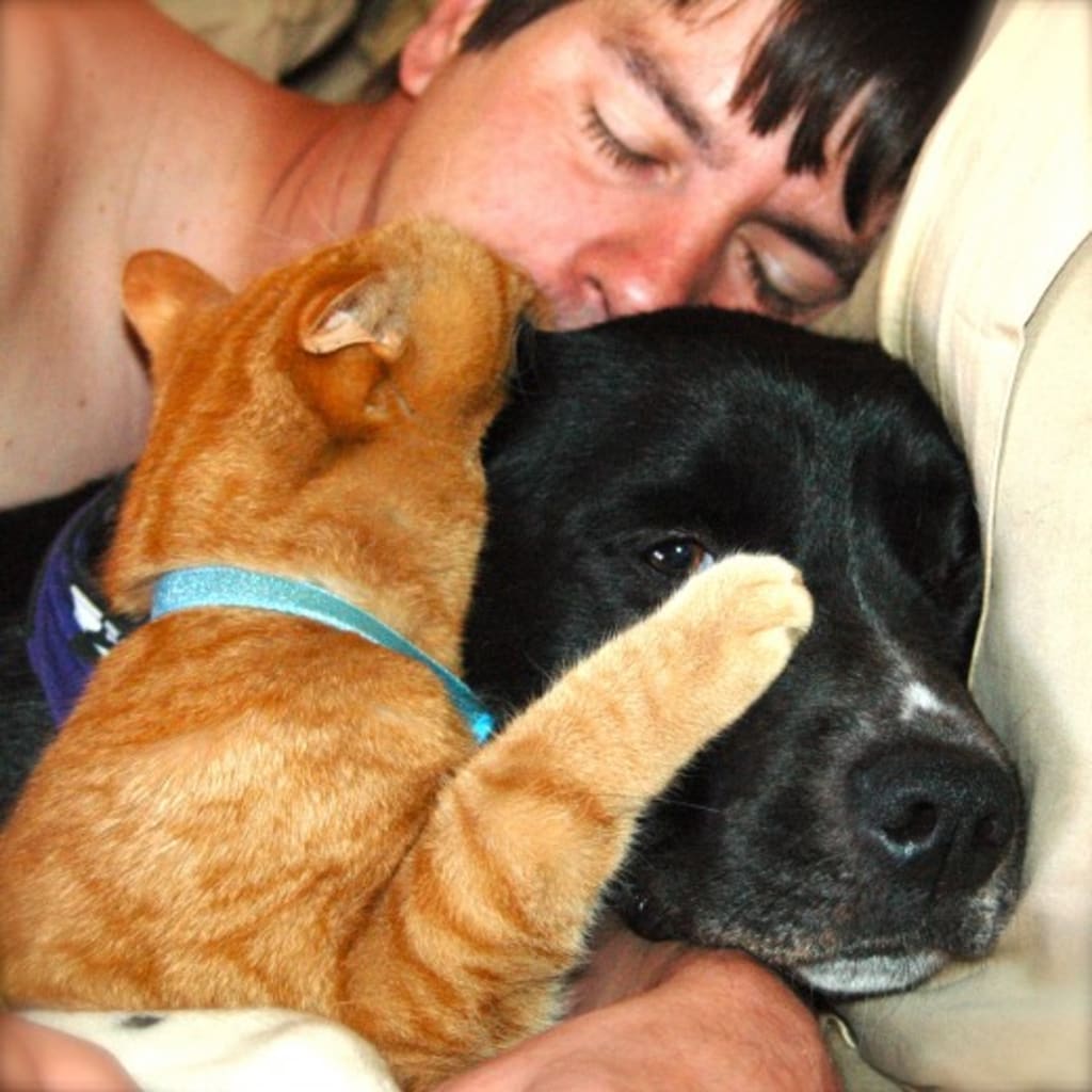 Can Dogs and Cats Live Together..? Can Dogs and Cats Live Together..?