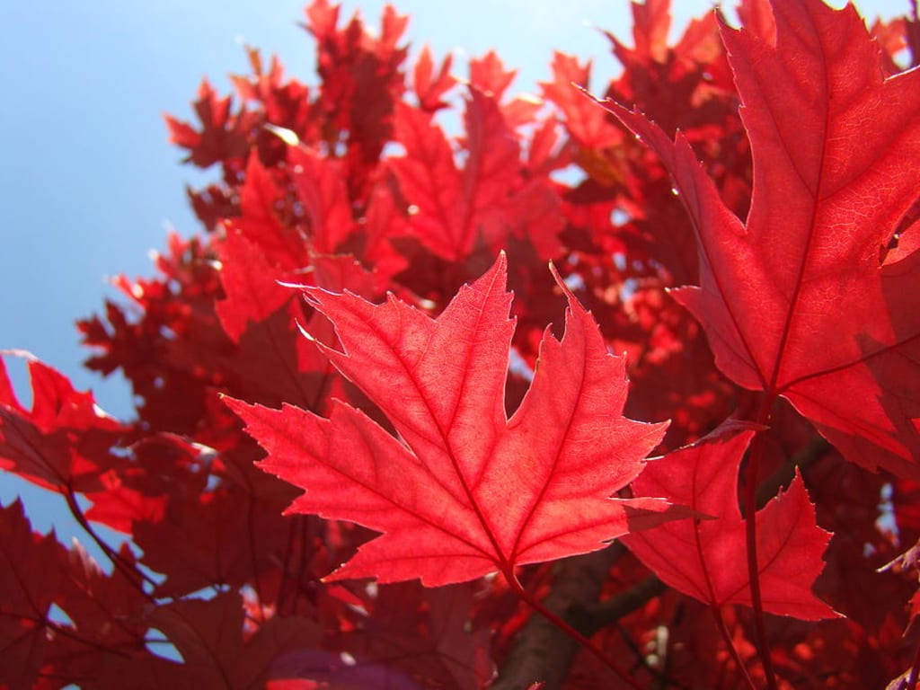 red red