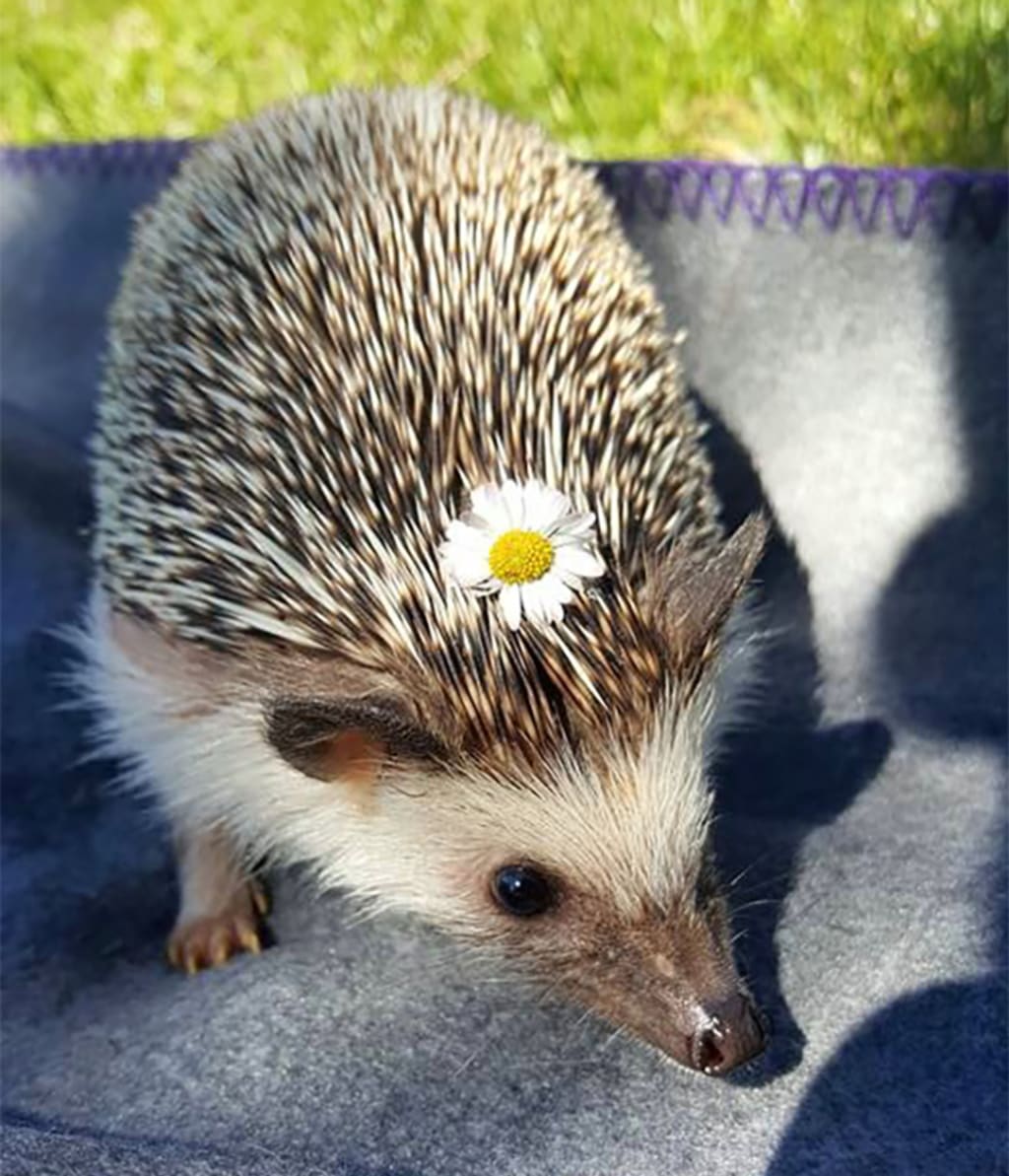 Things I learned owning a Hedgehog Things I learned owning a Hedgehog