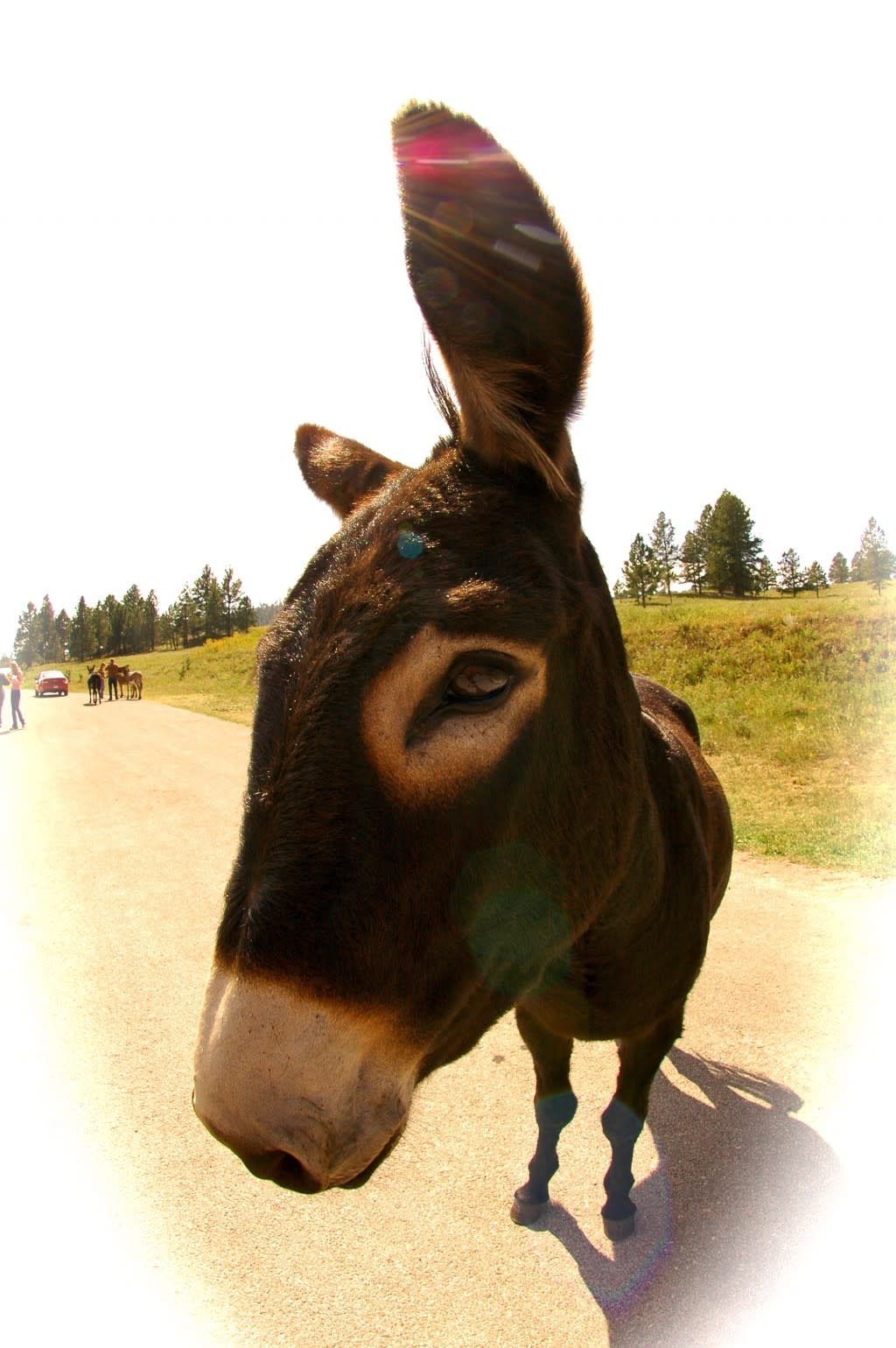 The Wild Donkeys of Iron Mountain, Black Hills The Wild Donkeys of Iron Mountain, Black Hills