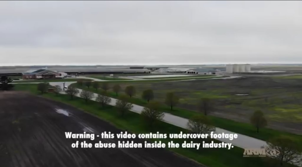 Undercover Investigation at COCA COLA & FAIR OAKS Dairy Farm Undercover Investigation at COCA COLA & FAIR OAKS Dairy Farm