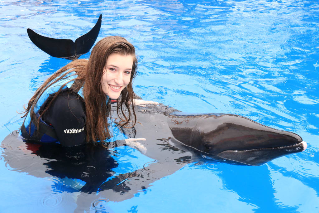 Meet Gulf World’s Rough-Tooth Dolphin Family Meet Gulf World’s Rough-Tooth Dolphin Family