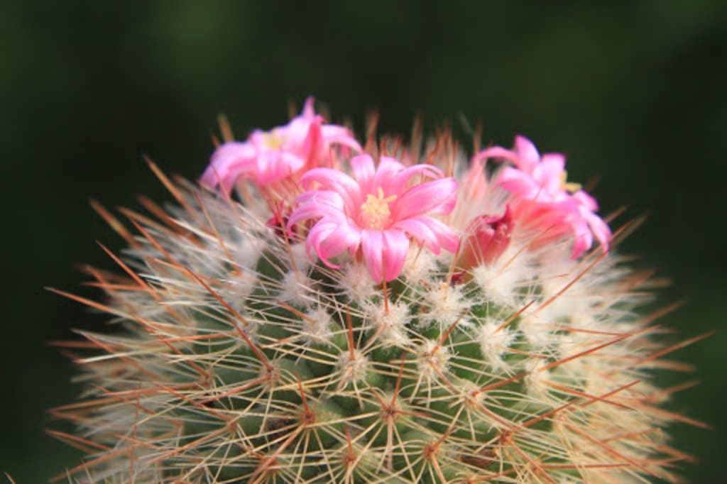 The Beautiful Side of the Cactus The Beautiful Side of the Cactus