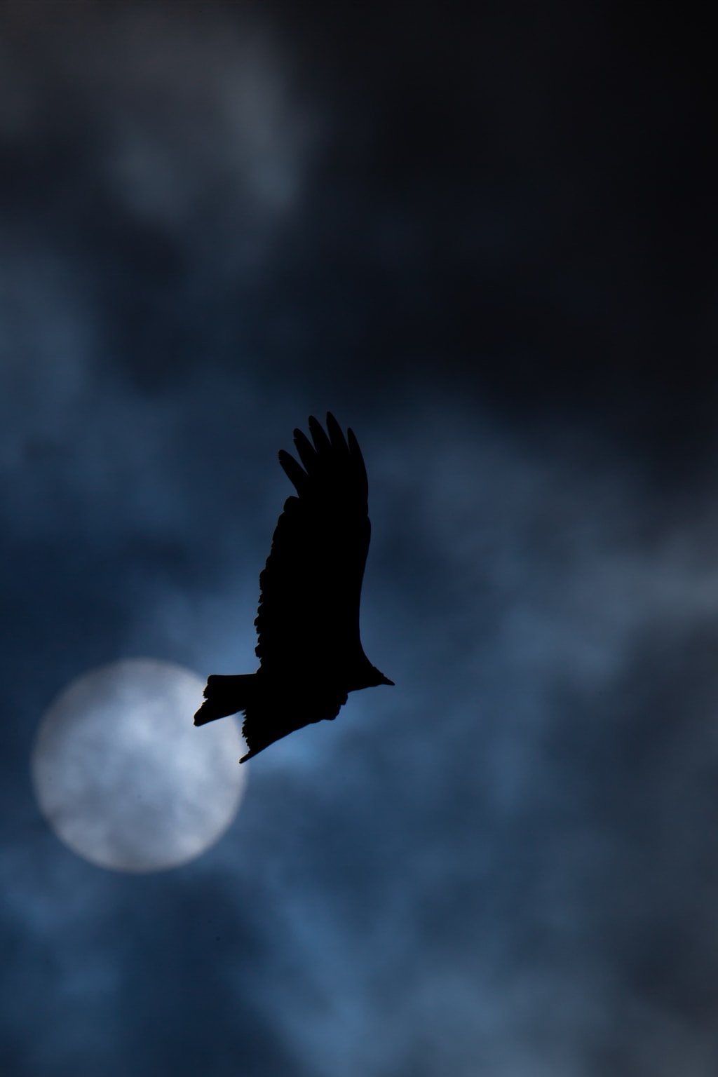 Singing in the Dead of Night Singing in the Dead of Night