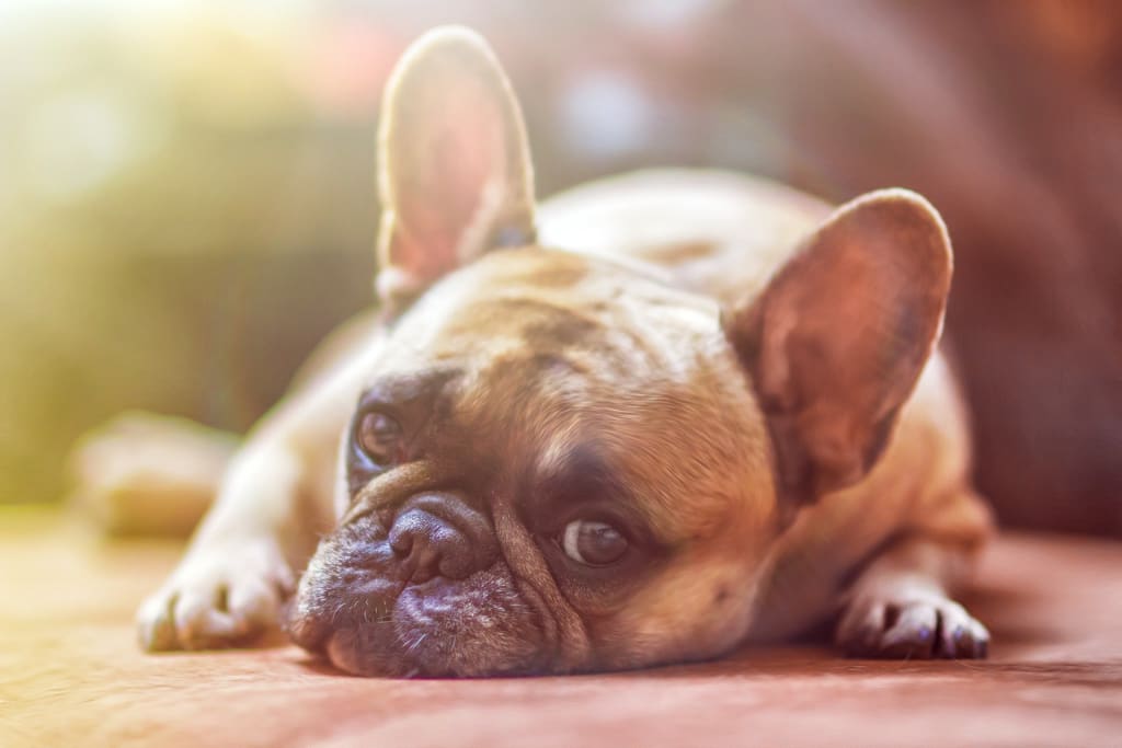Who Keeps a Pet After a Divorce? Who Keeps a Pet After a Divorce?