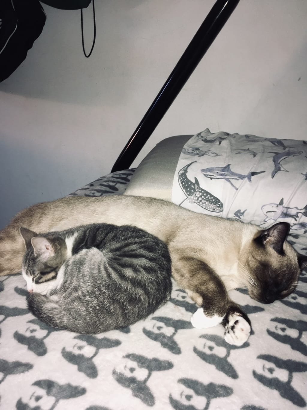 My Cats Are Weird My Cats Are Weird