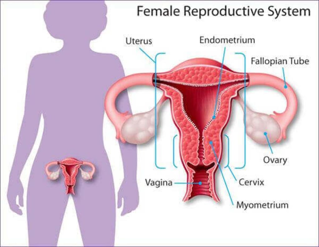 Ovarian Cysts Ovarian Cysts
