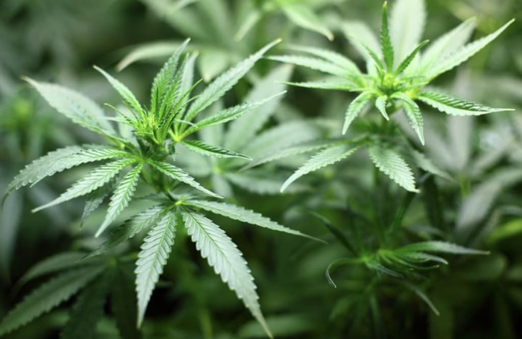 Reason First: L.A. D.A. Clears Marijuana Cases, Must Do More Reason First: L.A. D.A. Clears Marijuana Cases, Must Do More