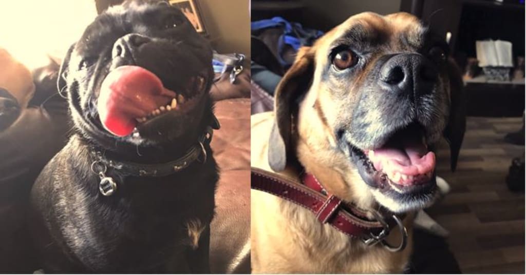 Adopt! Adopt!