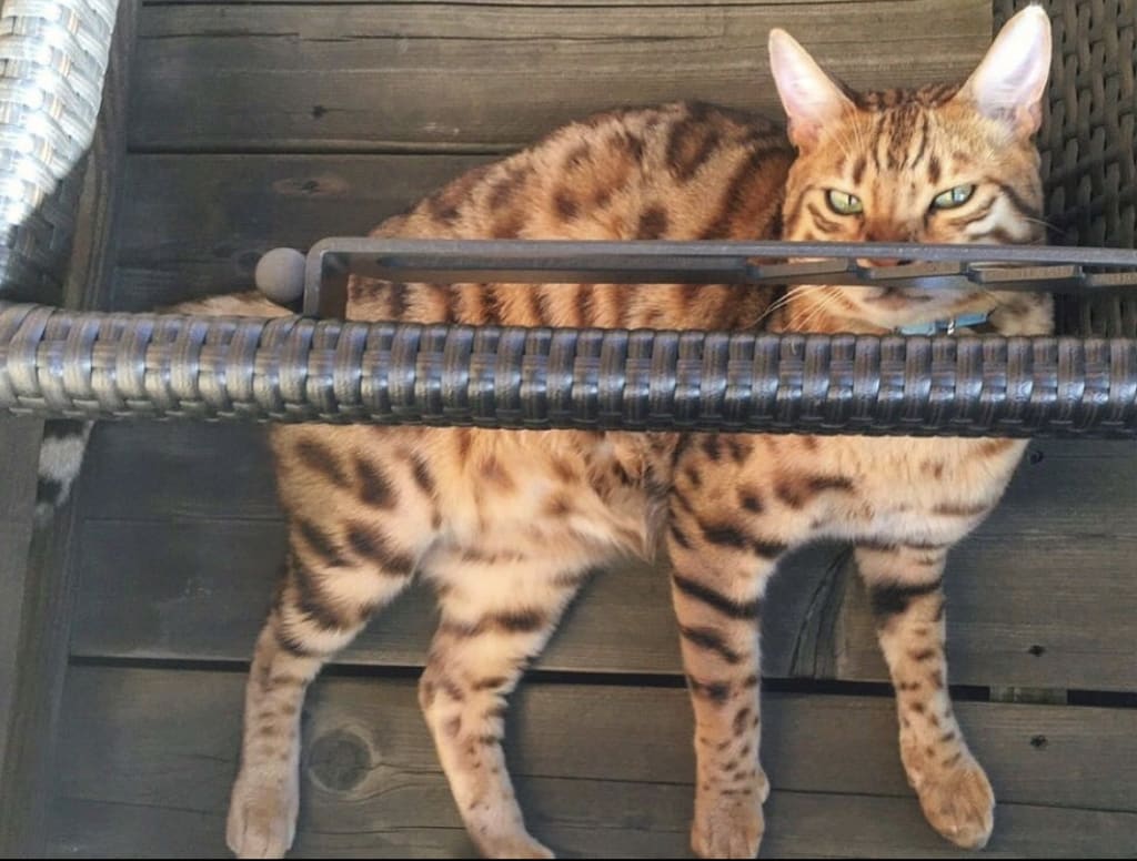 Meet Kiko Meet Kiko