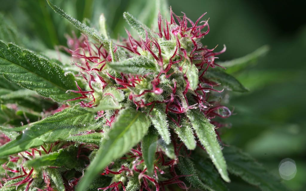 Top 5 Strains . In Order ! Top 5 Strains . In Order !
