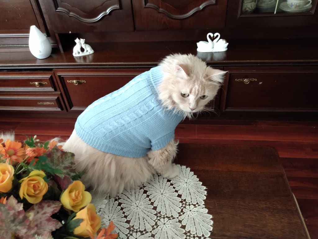 Puss in Boots? Try Puss in Sweater Puss in Boots? Try Puss in Sweater