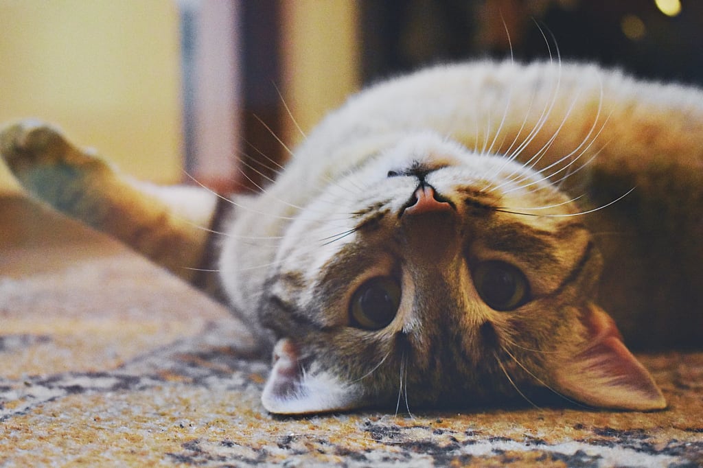 Introducing a New Cat to Your Home Introducing a New Cat to Your Home
