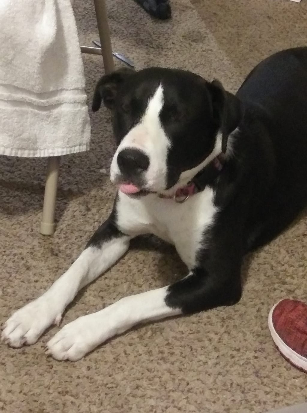 We Got a Dog This Week and You Should Too We Got a Dog This Week and You Should Too