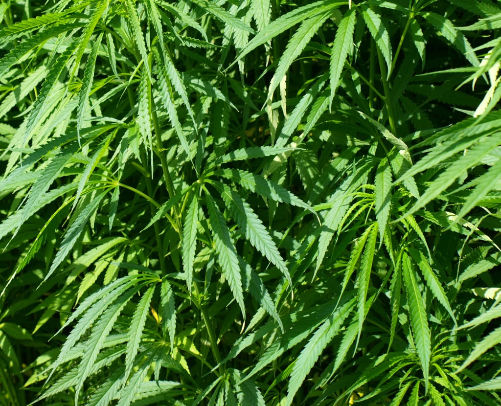 Medical Marijuana Terms You require to Know Medical Marijuana Terms You require to Know