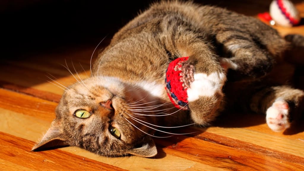 How Can Your Cat Be a Better Traveler?
How Can Your Cat Be a Better Traveler?