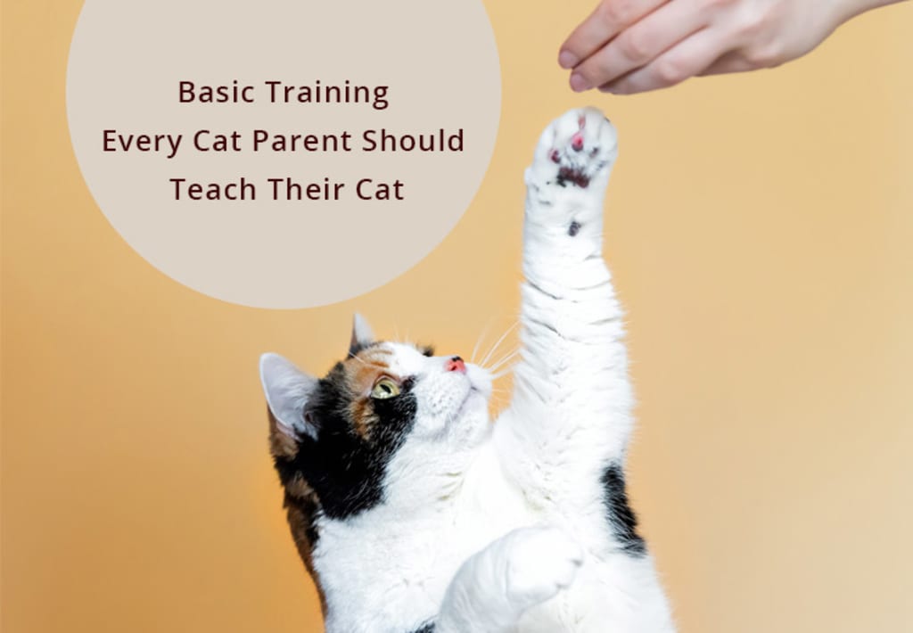 Basic Training Every Cat Parent Should Teach Their Cat Basic Training Every Cat Parent Should Teach Their Cat