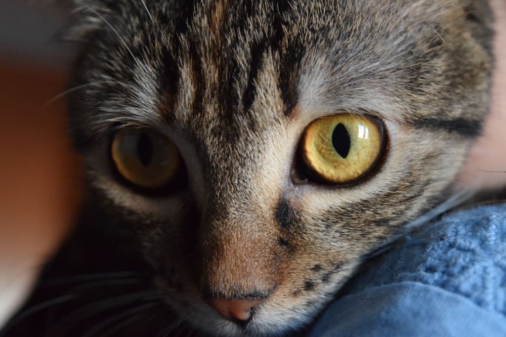 I'm Afraid Of Spiders, But They Love Me I'm Afraid Of Spiders, But They Love Me