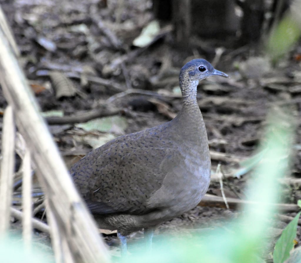 Great Tinamou Great Tinamou