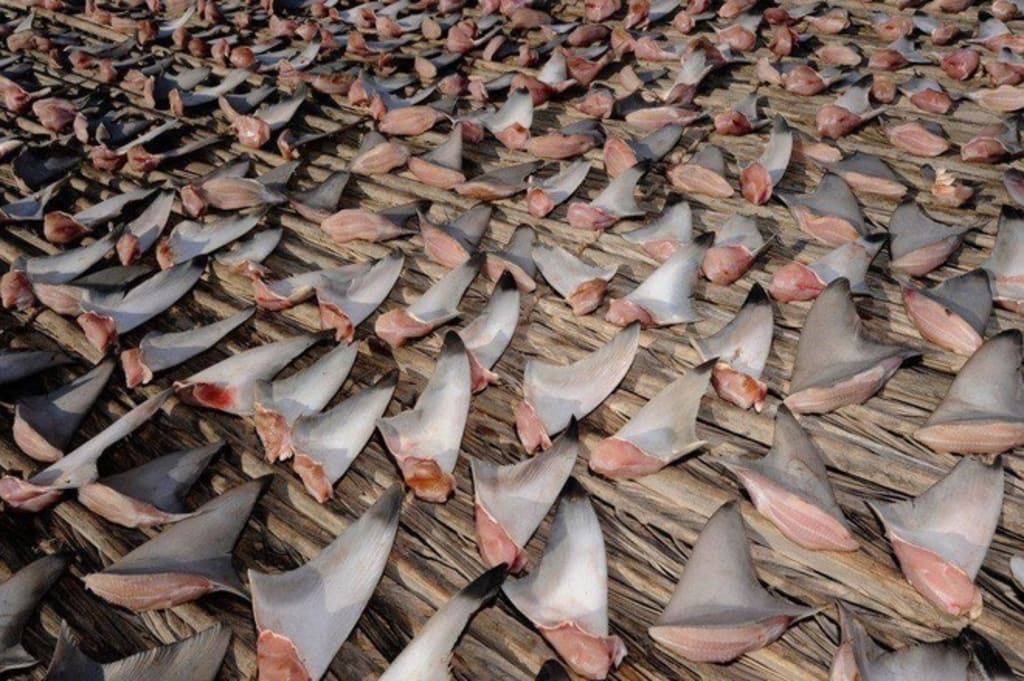 Just for Fins Just for Fins