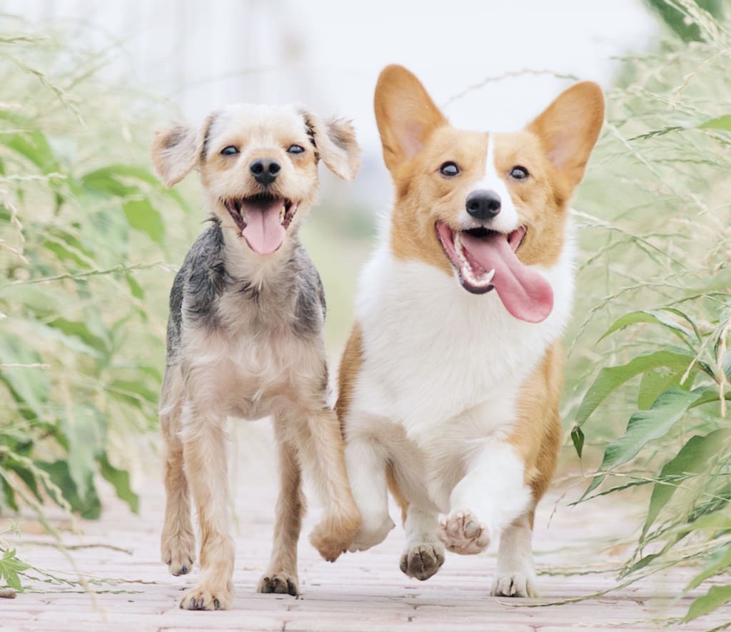 44 Fun Dog Facts That May Just Surprise You 44 Fun Dog Facts That May Just Surprise You