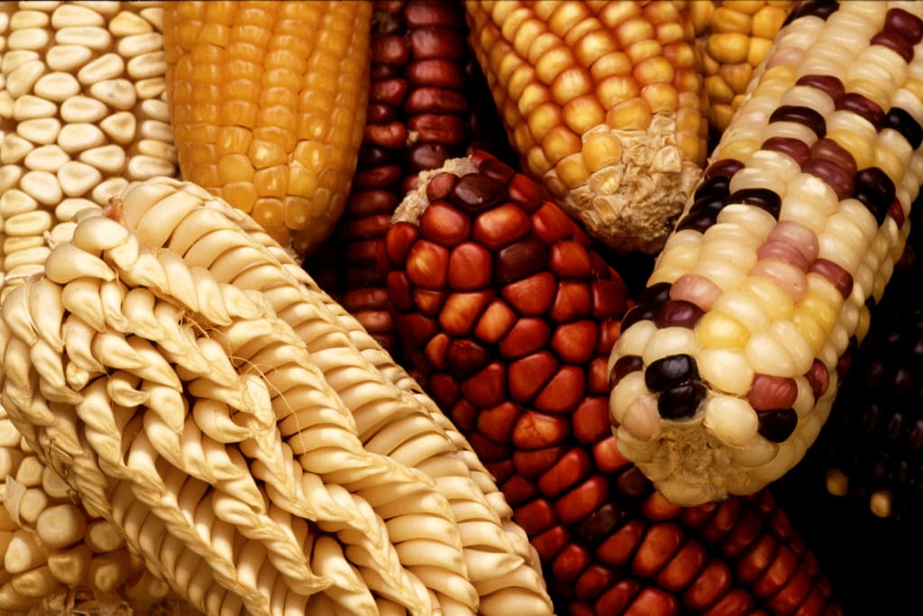 5 Things You Can Do To Adopt A Plant-Based Nutrition and How to Lose Weight on Plant-Based Nutrition 5 Things You Can Do To Adopt A Plant-Based Nutrition and How to Lose Weight on Plant-Based Nutrition