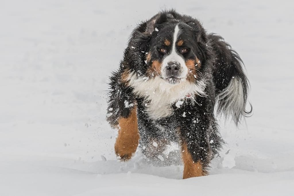 Nine Mountain Dog Breeds + Their Differences Nine Mountain Dog Breeds + Their Differences