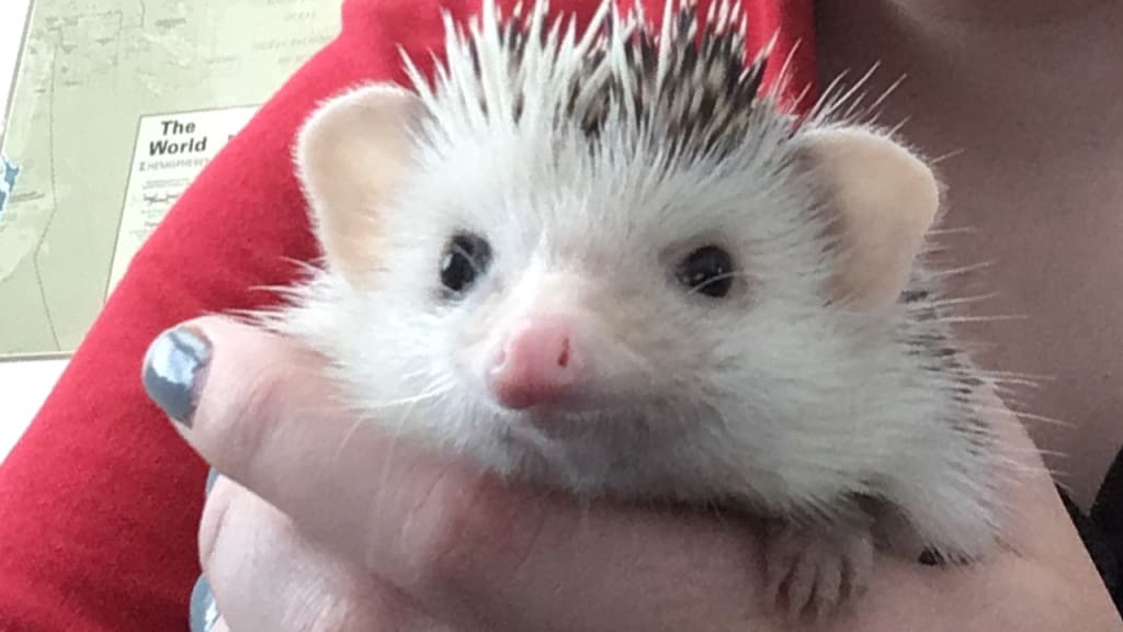 A Hedgehog for a Pet? A Hedgehog for a Pet?