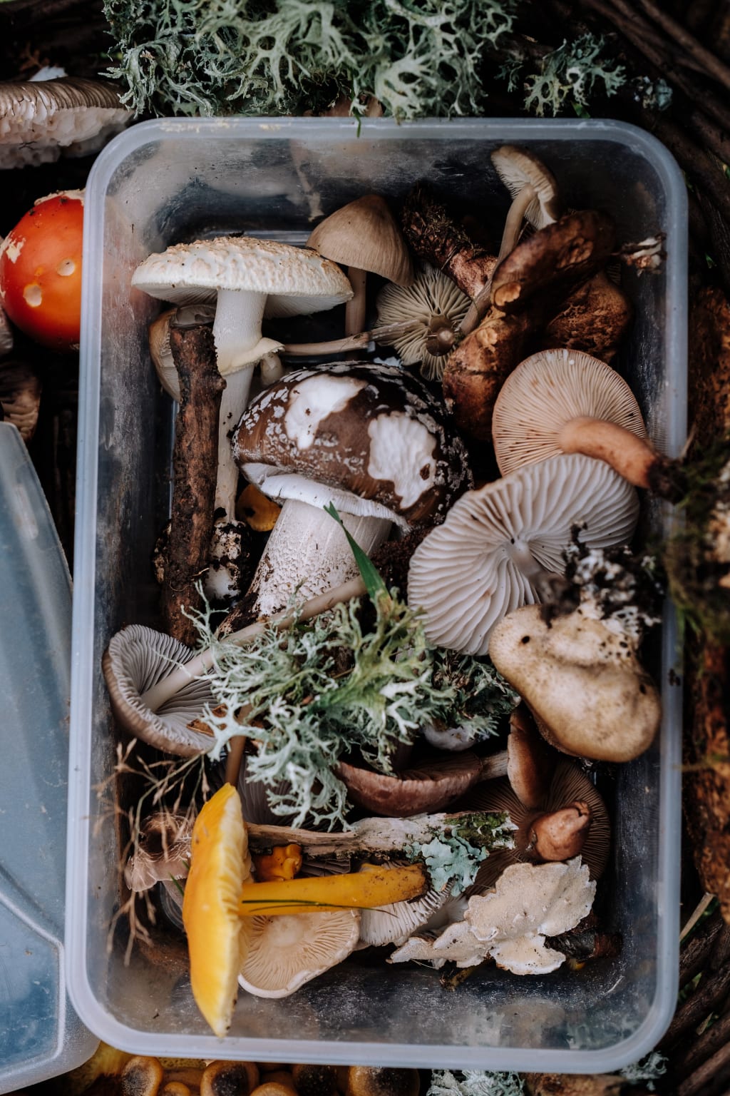 Mushrooms Mushrooms