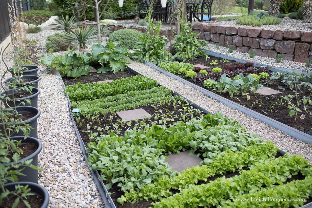 What our Gardens Should Look Like After 2020 What our Gardens Should Look Like After 2020