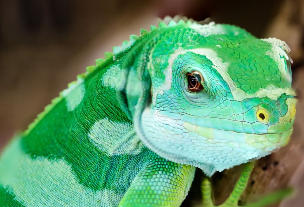 What To Expect at a Reptile Convention What To Expect at a Reptile Convention
