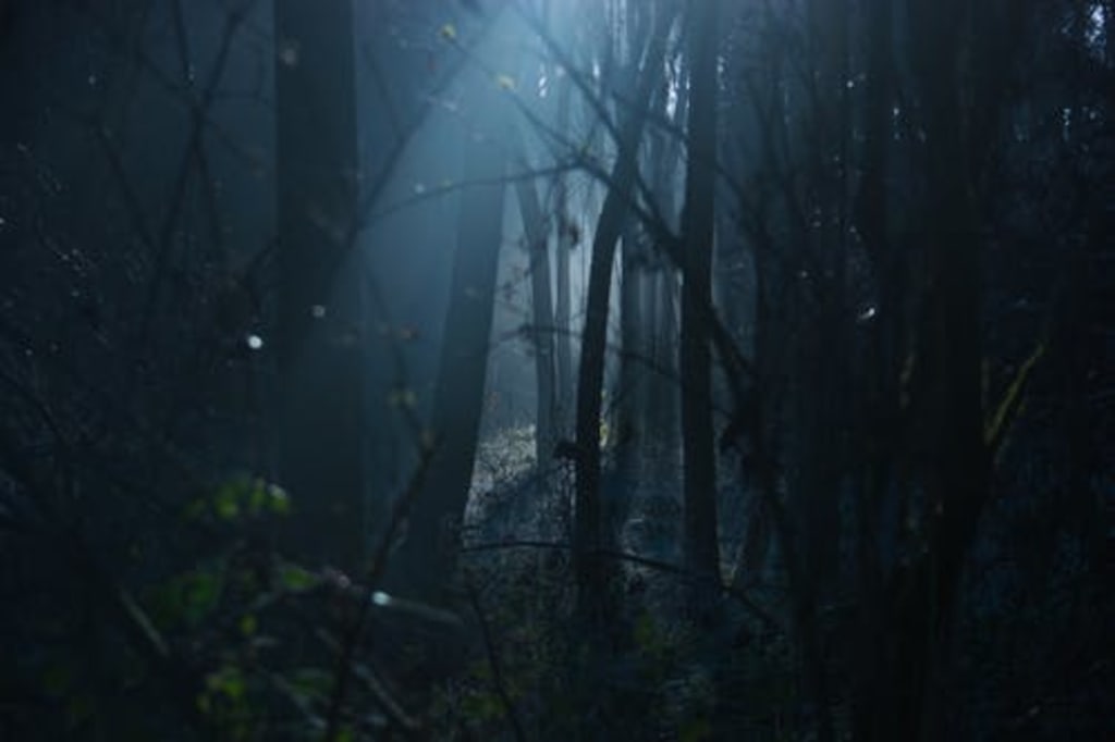 The Dark Forest The Dark Forest