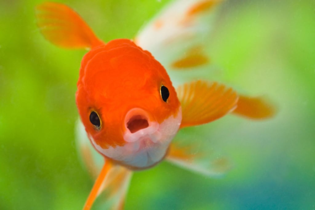 How fish began to live in the water (German fairy tale) How fish began to live in the water (German fairy tale)