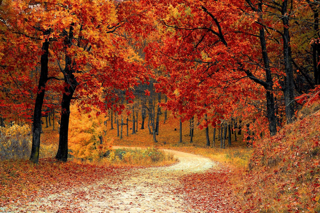 Nature in Autumn Nature in Autumn