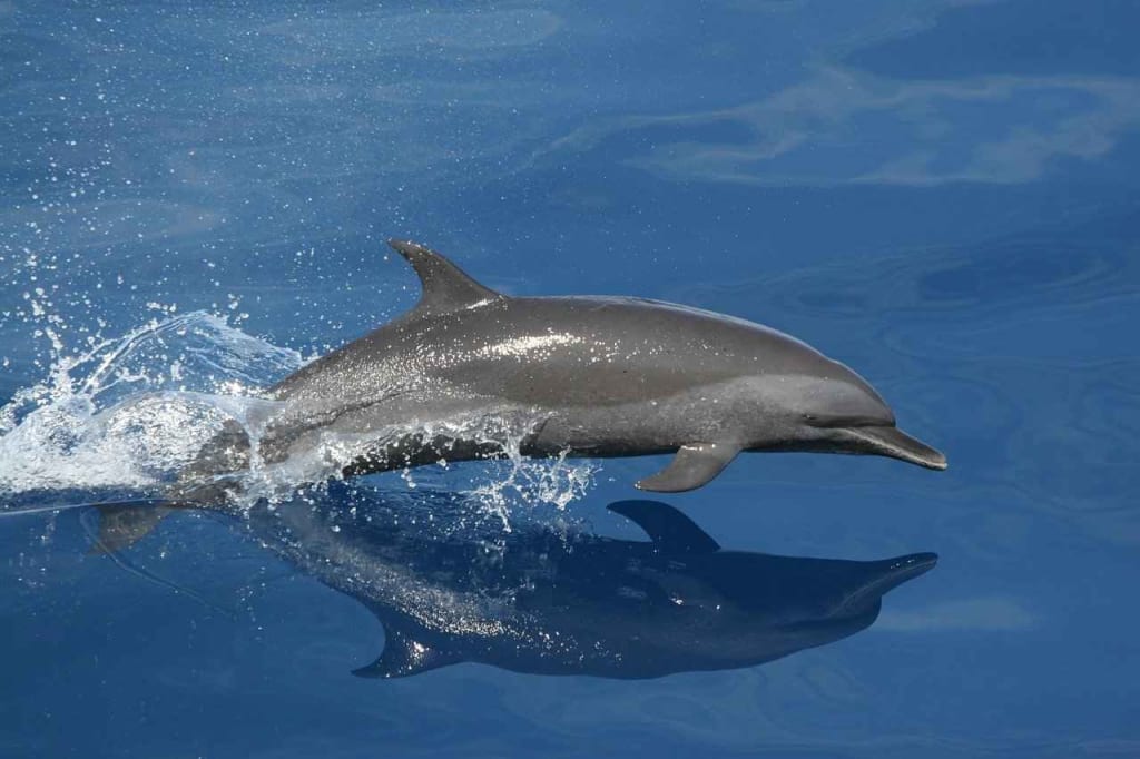 Men break lockdown rules in Spain to rescue six dolphins
Men break lockdown rules in Spain to rescue six dolphins