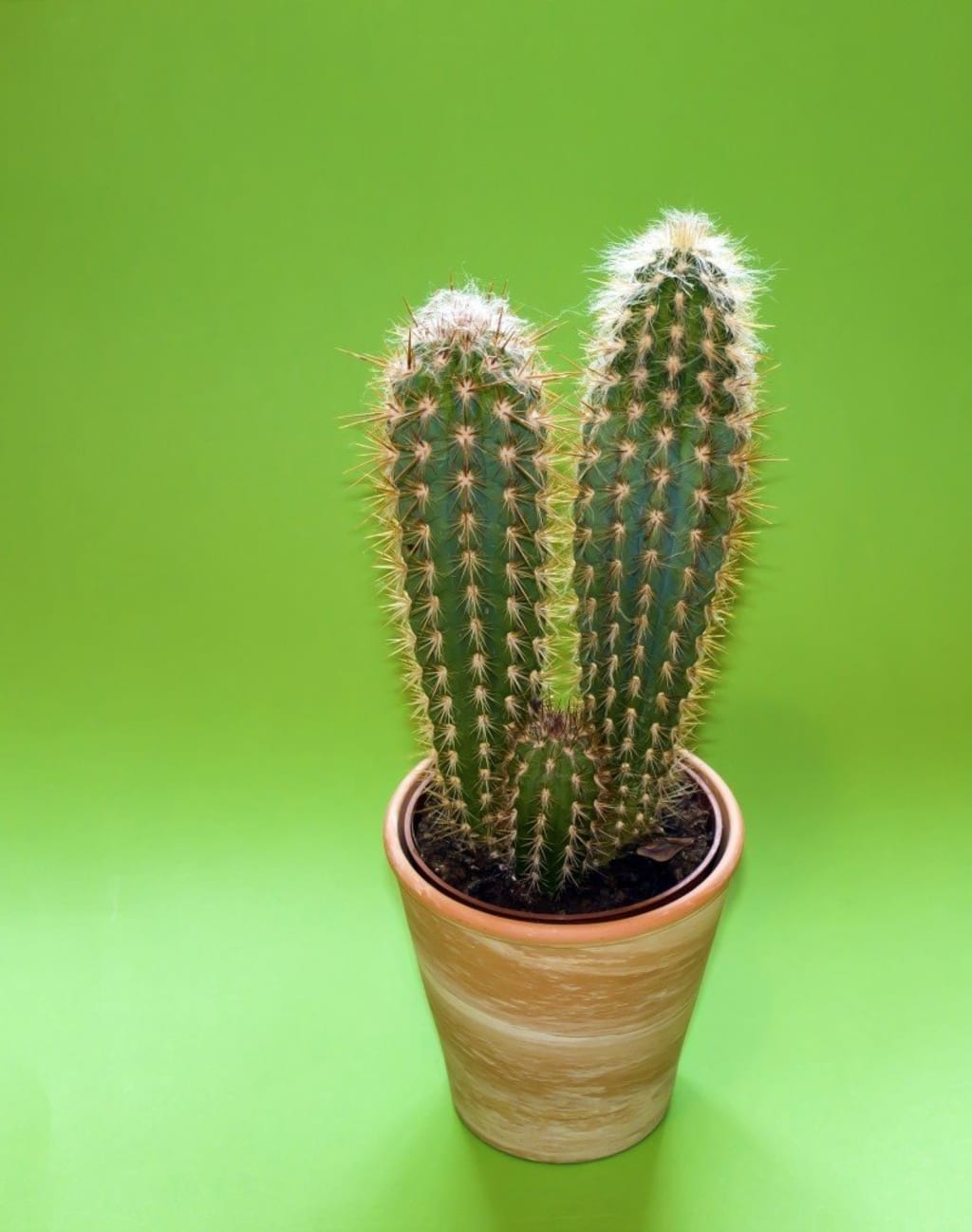Cactus Cactus