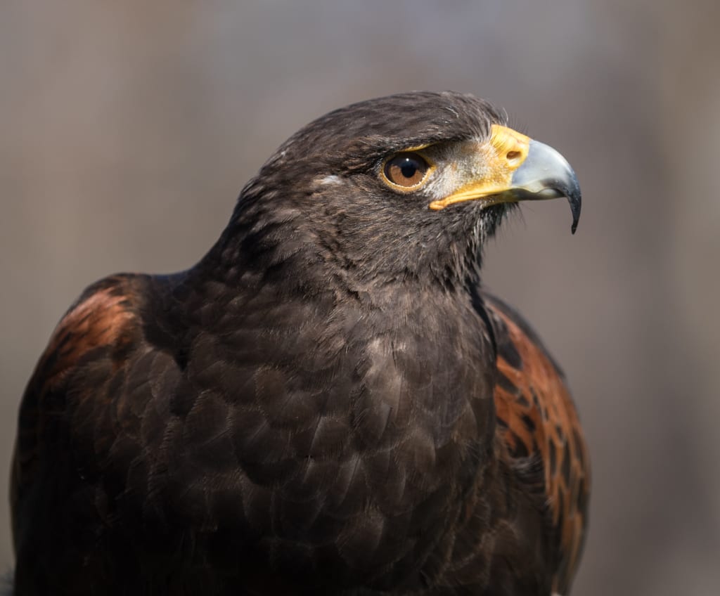 A hawk in my heart A hawk in my heart
