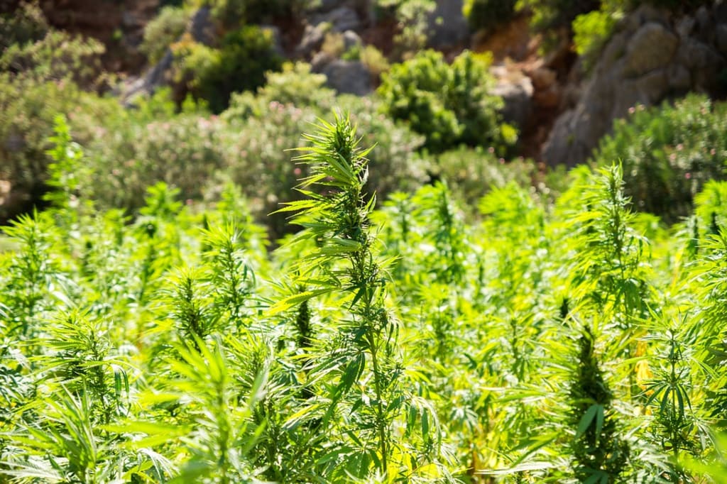 All Things Hemp: All Things Hemp: