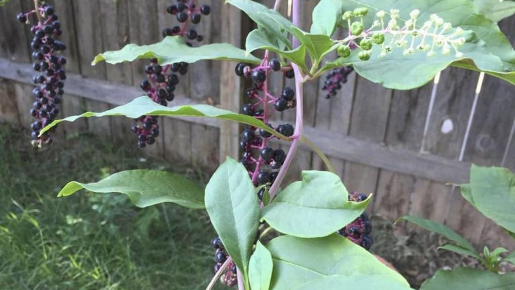 Explain To Me, Pokeweed... Explain To Me, Pokeweed...