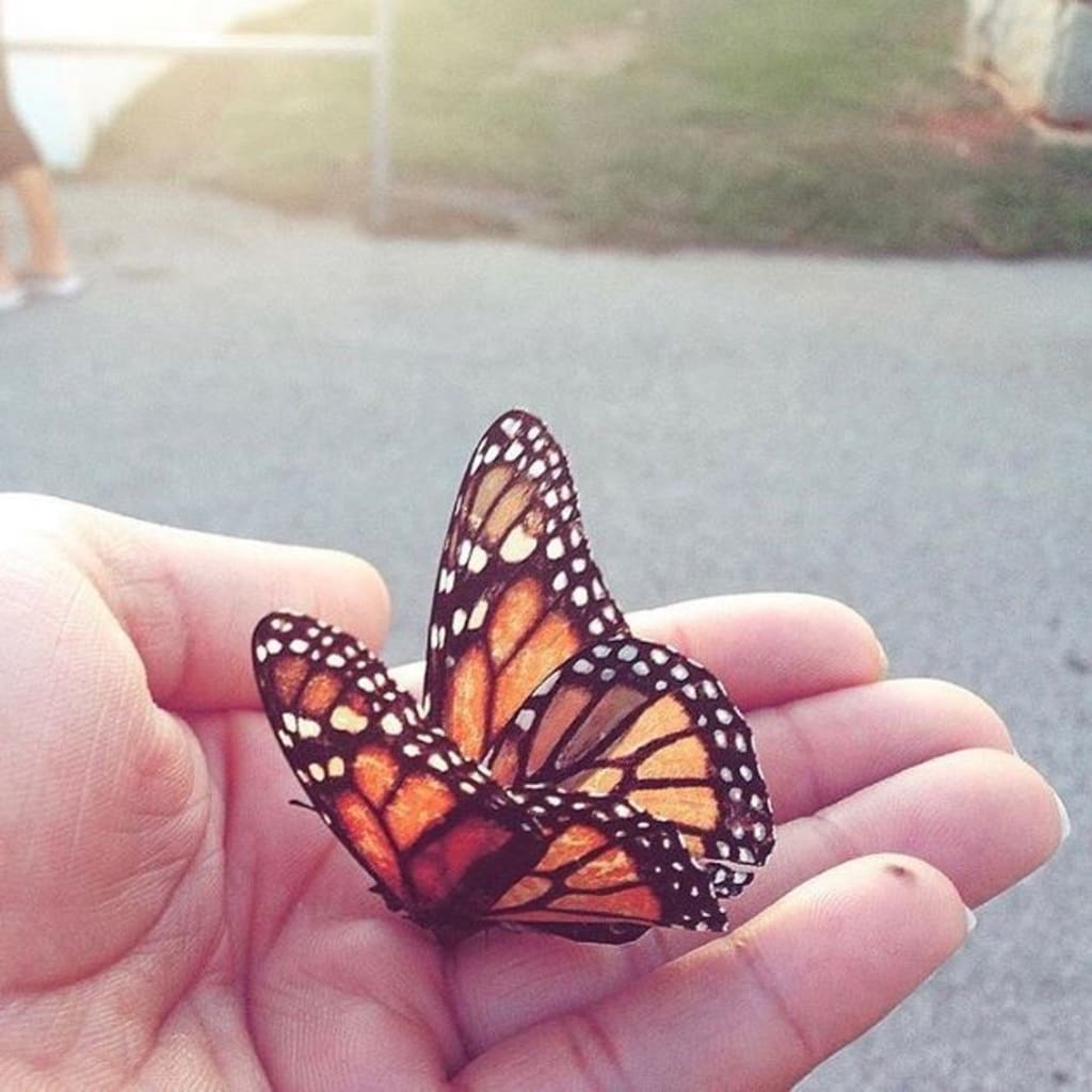 Fly Like A Butterfly Fly Like A Butterfly