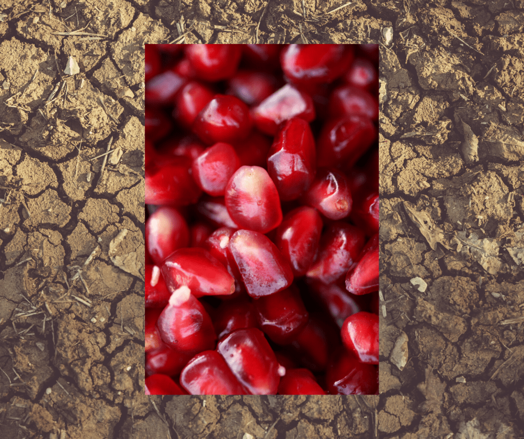 Pomegranate Seeds And Hardened Dirt Pomegranate Seeds And Hardened Dirt