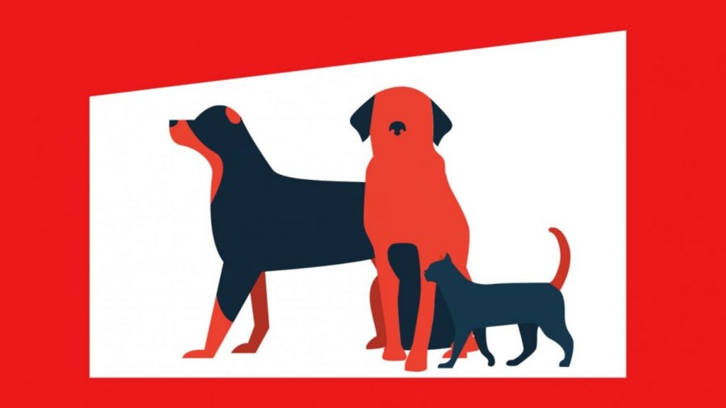 Why I Adopted the Most Difficult Foster Dog I’ve Ever Had Why I Adopted the Most Difficult Foster Dog I’ve Ever Had