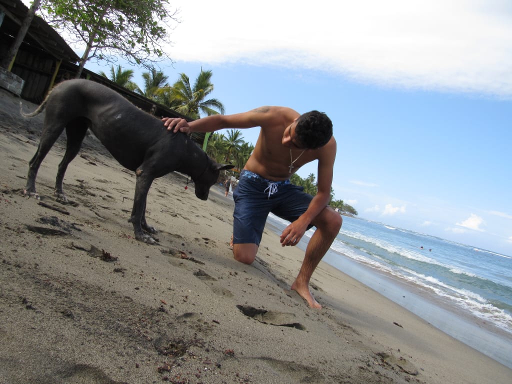 Xoloitzcuintle Xoloitzcuintle