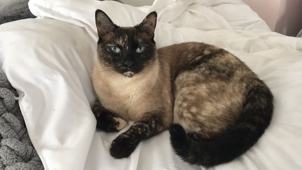 adopt a siamese cat near me
