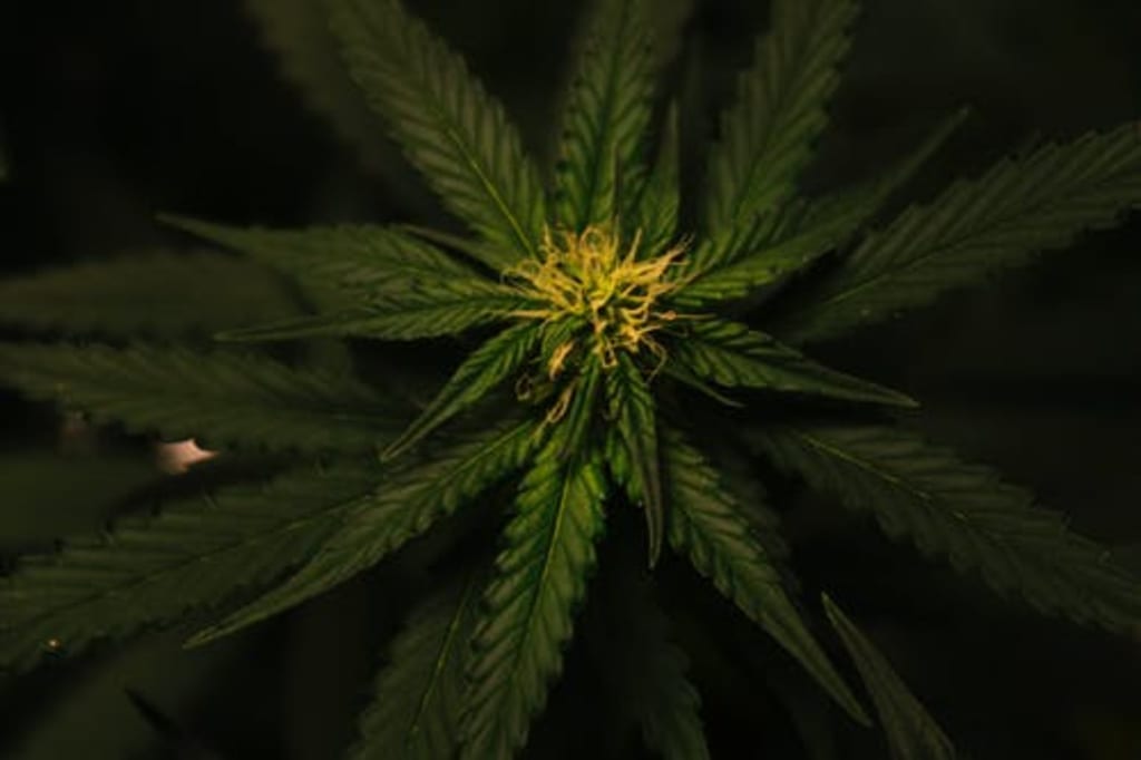 CBD misconceptions CBD misconceptions