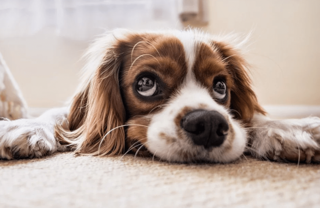 Man's Best Friend: Man's Best Friend: