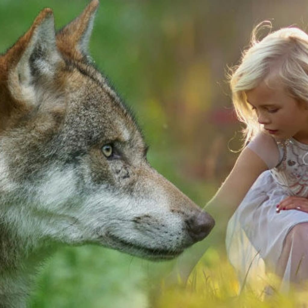 The story of how a wolf saved a boy. The story of how a wolf saved a boy.